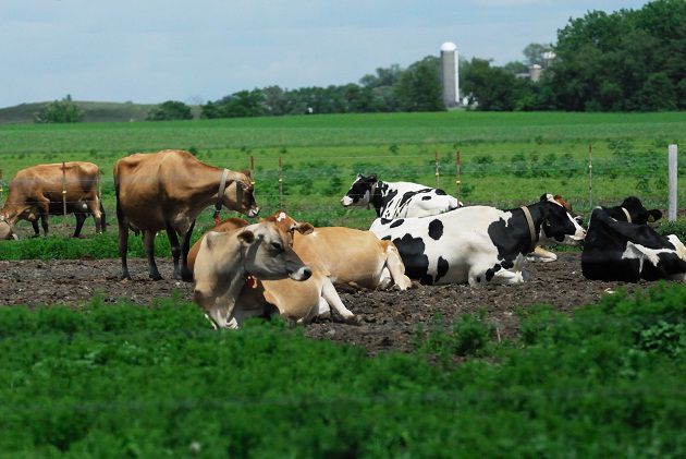 Angola coloca sector agro-pecuário  na linha de frente