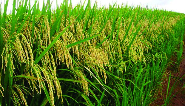 Malanje: Produção de arroz cresce 10 por cento