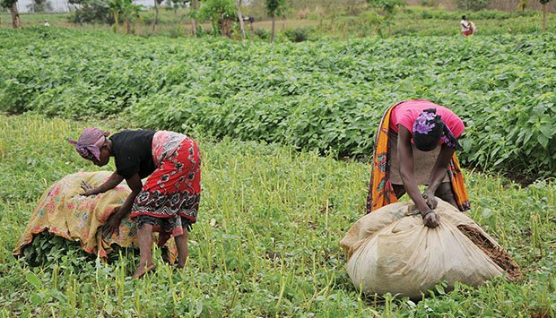 Uíge: Falta de chuva está a ameaçar escassez de produtos agrícolas