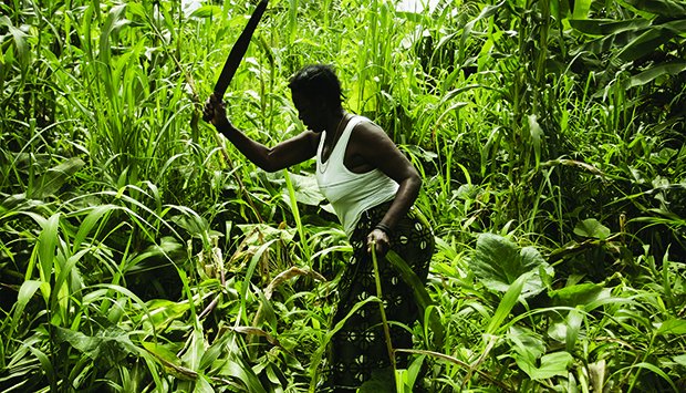 Uíge: Sanza Pombo prevê colher mais de 200 mil toneladas de produtos diversos