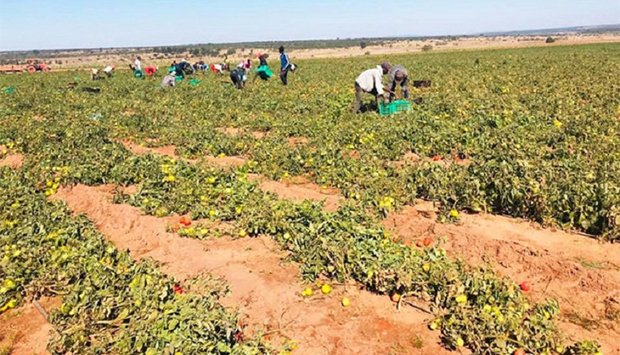 Serviço Penitenciário aposta na agricultura