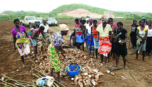 Cuanza-Norte regista fraca colheita de alimentos agrícolas