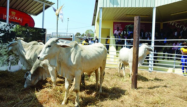 600 cabeças de gado bovino roubadas em quatro meses