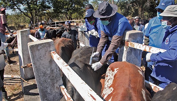 Febre aftosa atinge gado bovino no Calai