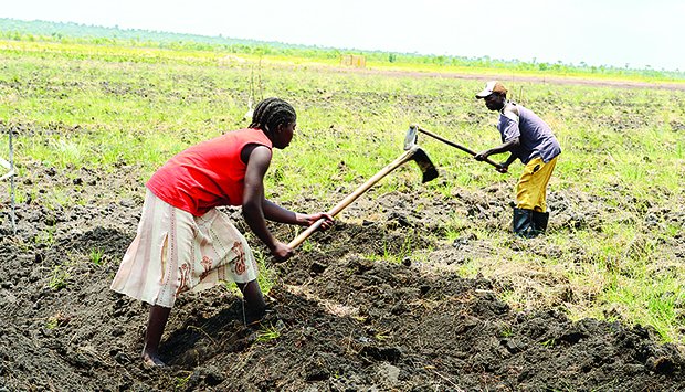 Agrónomo vaticina dificuldades alimentares na província do Huambo