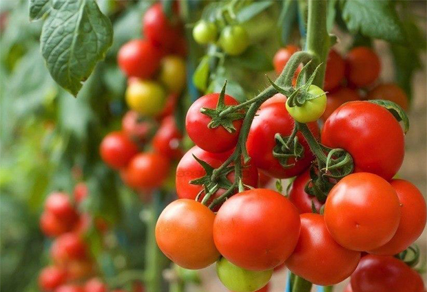 Produção de tomate chega a várias regiões