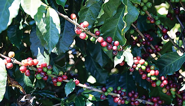 Acesso ao crédito agrícola preocupa cafeicultores