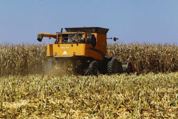 Bié: Fazenda “Vinevala” prevê colher duas mil toneladas de trigo este ano