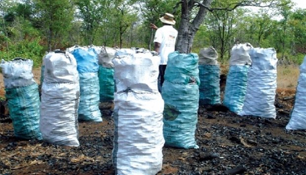 Exploração artesanal de carvão está a causar danos ao ambiente