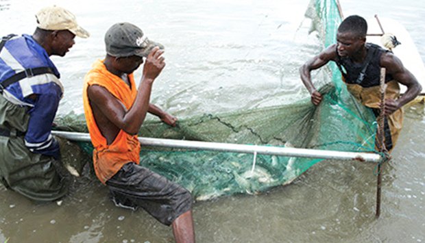 Aliança de Benguela aposta na aquicultura